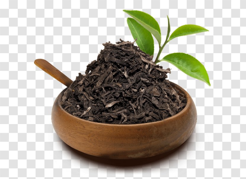 Romeritos Uxi Cat's Claw Nilgiri Tea White - Bancha - Camellia Sinensis Transparent PNG