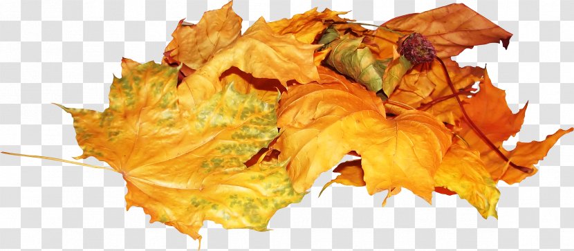 Autumn Leaves Leaf PhotoFiltre - Google Images Transparent PNG