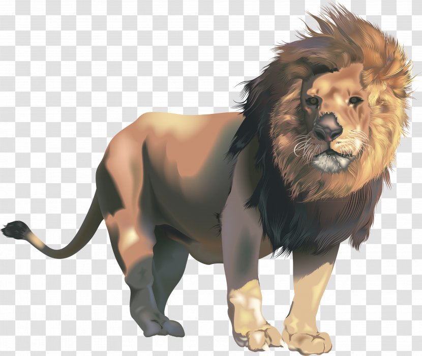 Mighty Lions Clip Art - Snout - Head Transparent PNG