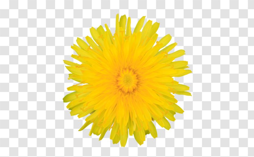 Yellow Dandelion Flower English Marigold - Sow Thistles - Petal Gerbera Transparent PNG