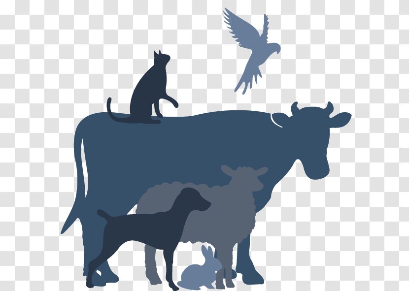 Cattle Ferndale Dog Pet Veterinarian - Medical Imaging Transparent PNG