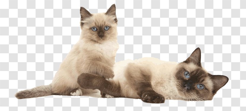 Siamese Cat Birman Ragdoll Balinese Thai - Dogs And Cats Transparent PNG