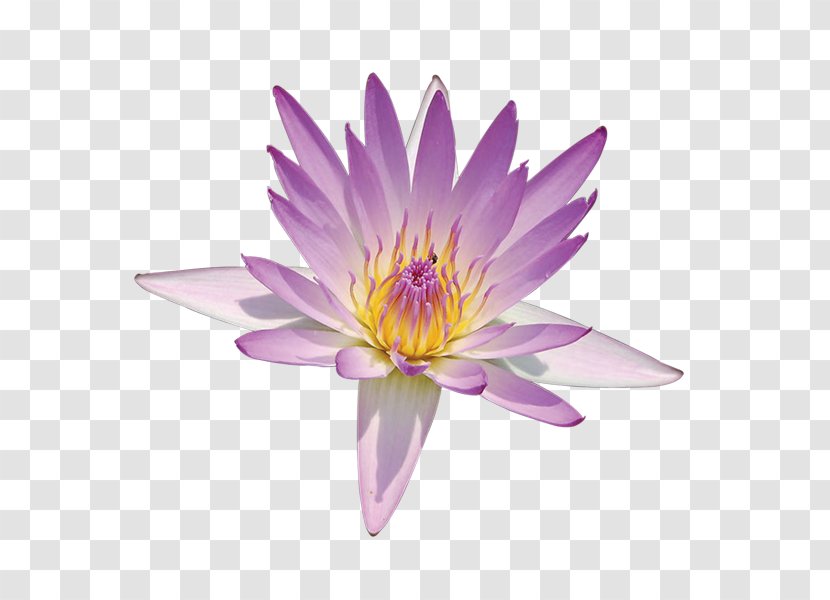 Nelumbo Nucifera Lotus Pond Nymphaea Egyptian Flower - Aquatic Plant Transparent PNG