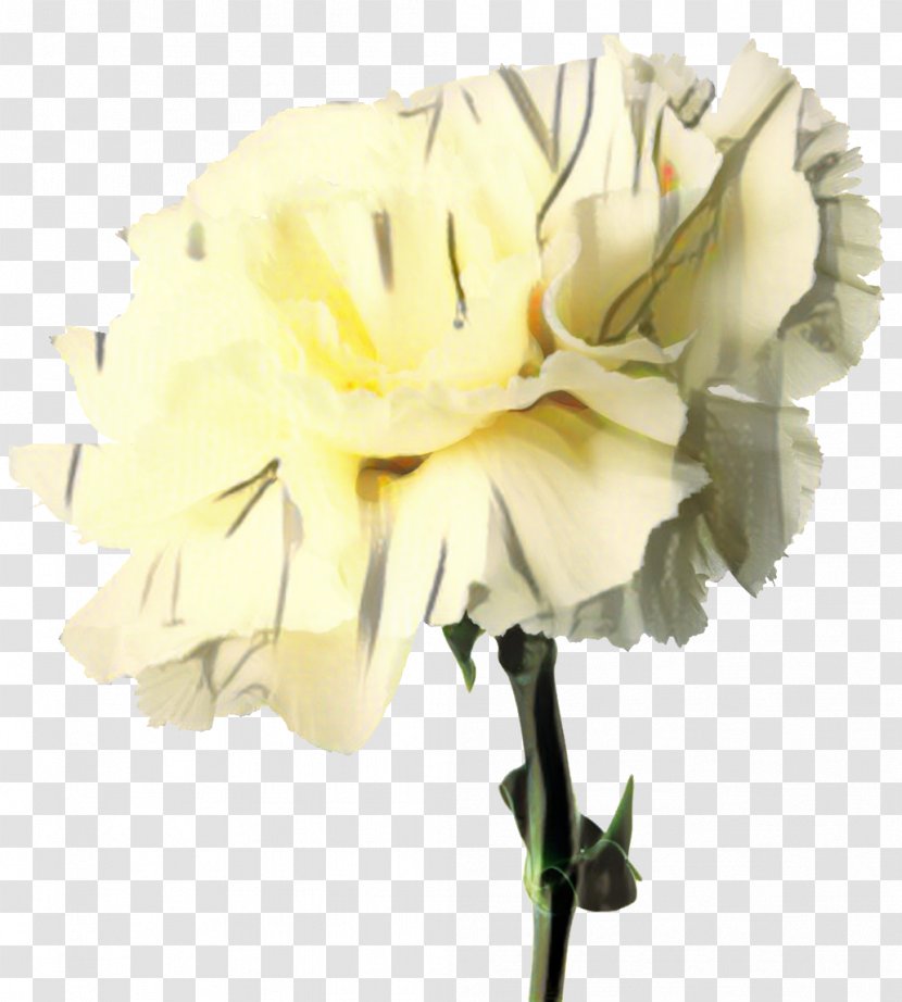 Carnation Alsmeer Flower Distributors Cut Flowers Birth - Mothers Day Transparent PNG