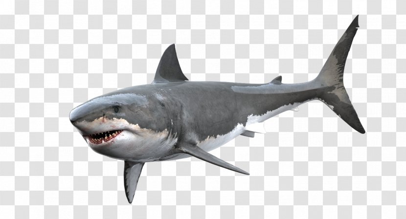 Tiger Shark Great White Clip Art - Week Transparent PNG