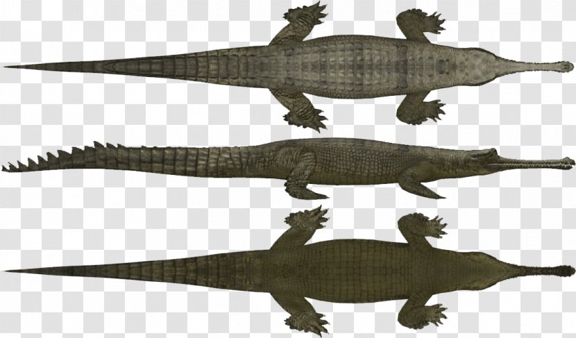 Crocodile Gharial Zoo Tycoon 2 Gecko Gavialidae - Scaled Reptile - Mothers Transparent PNG