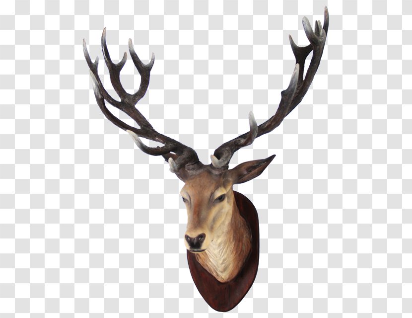 White-tailed Deer Moose - Horn - Head Transparent Image Transparent PNG