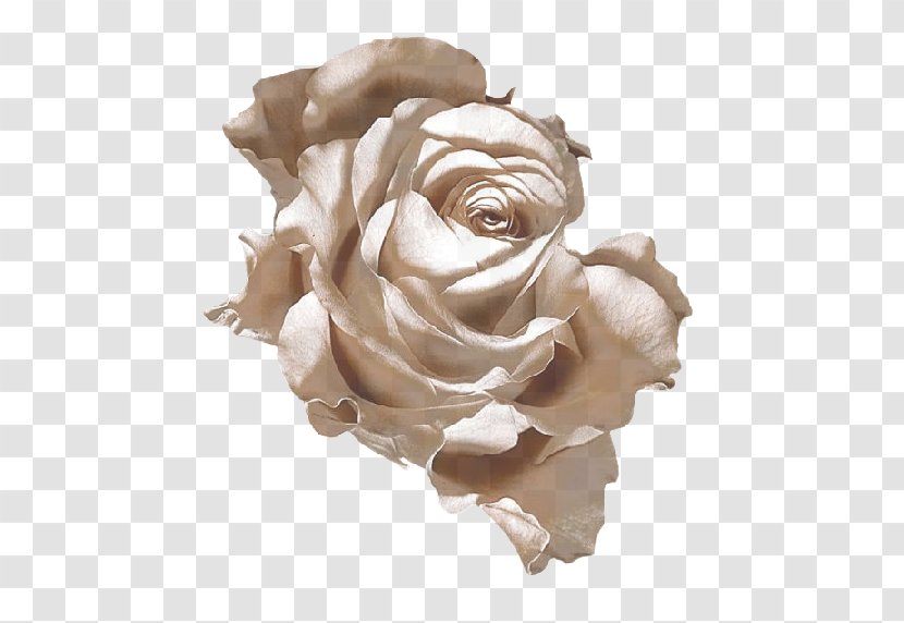Garden Roses Cabbage Rose Centerblog Flower - Rosa Centifolia - Petal Transparent PNG