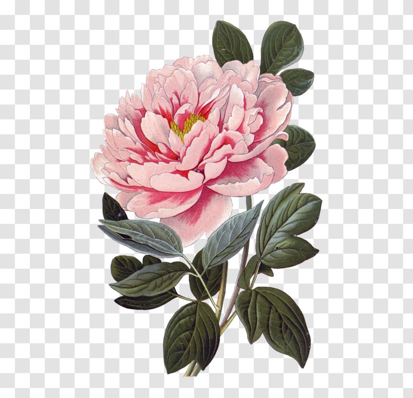 Watercolor Pink Flowers - Chinese Peony - Camellia Rose Order Transparent PNG