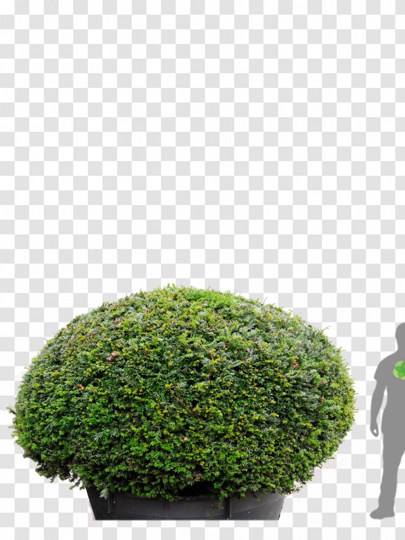 English Yew Tree Conifers Hedge Evergreen - Topiary - Taxus Transparent PNG