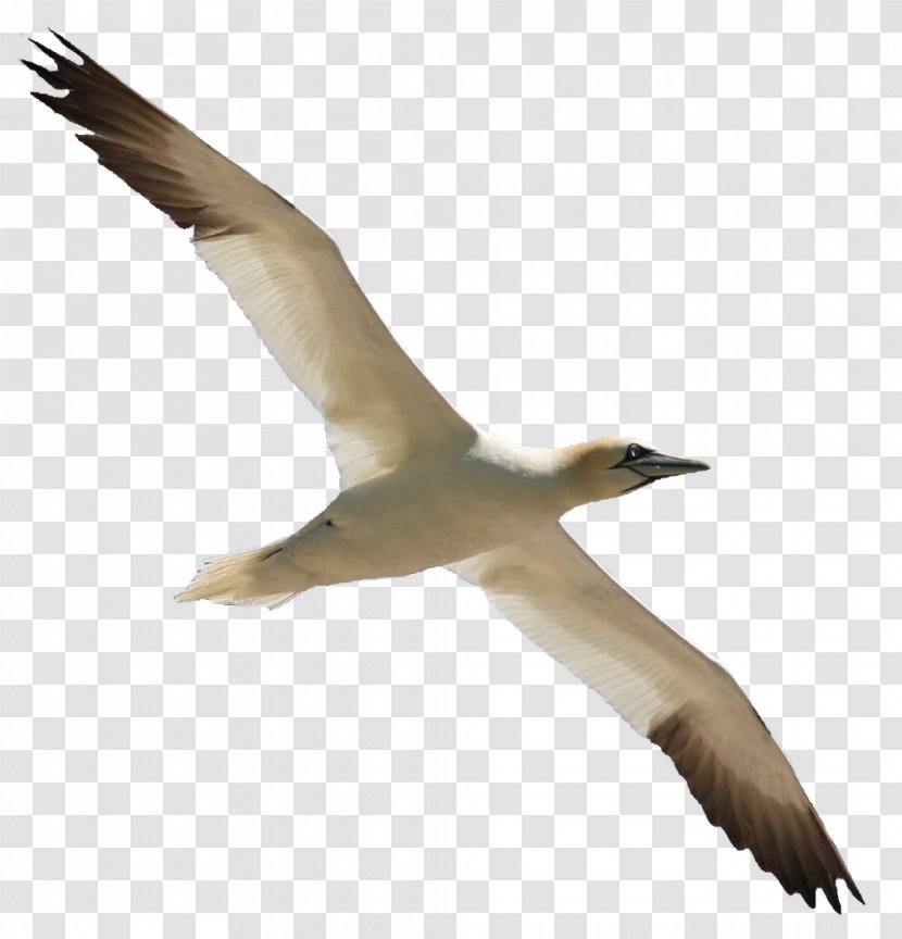 Gannet Bird Migration Cygnini Flight - Suliformes - Overlapping Transparent PNG