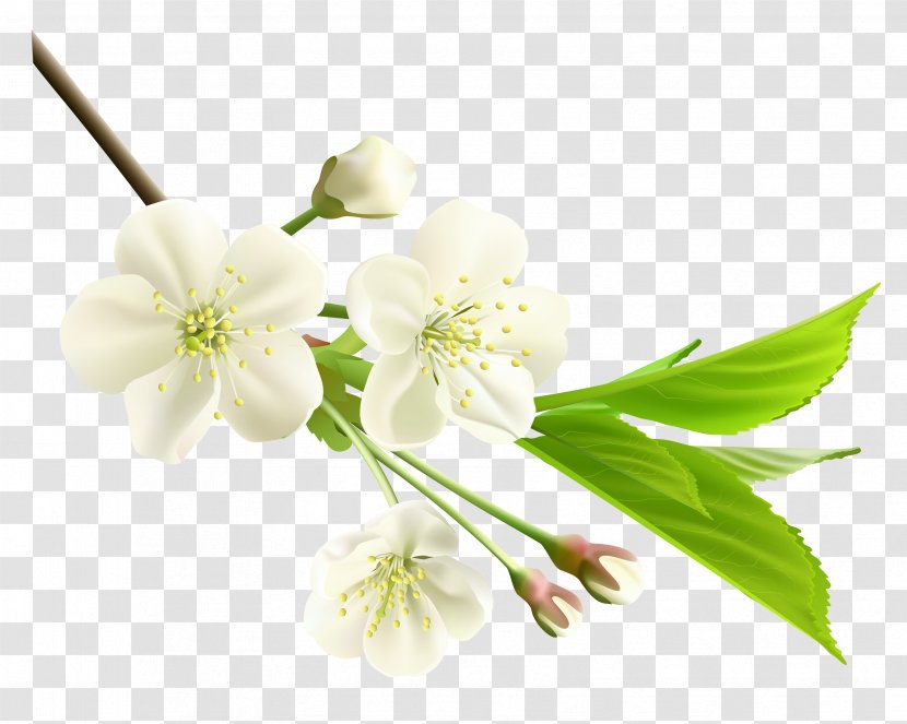 Flower Branch Clip Art - Flowering Cliparts Transparent PNG
