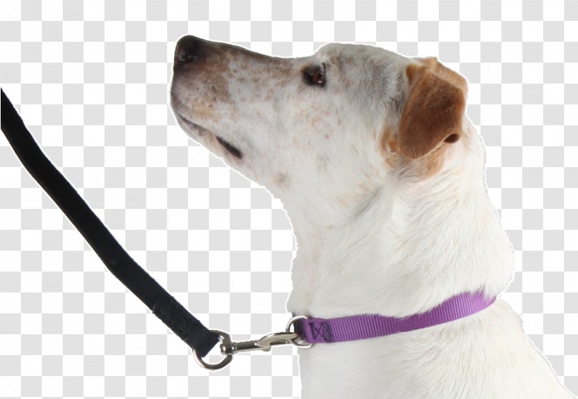 Dog Breed Companion Leash Snout - Collar Transparent PNG