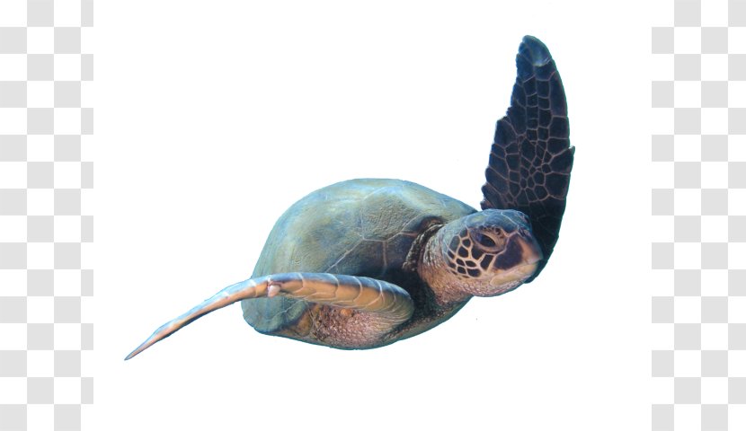 Loggerhead Sea Turtle Scuba Diving Learning Personal Development Set Transparent PNG