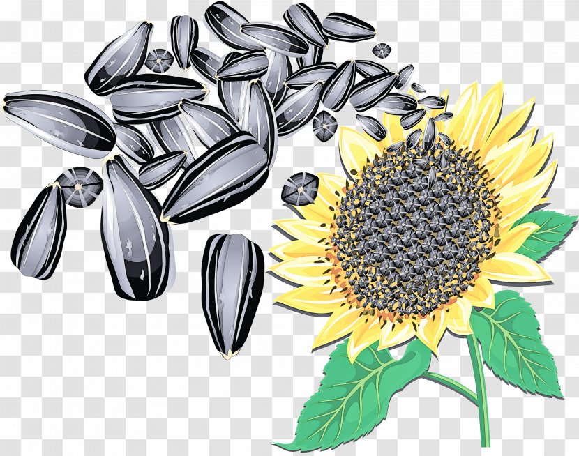 Sunflower - Flower - Nuts Seeds Seed Transparent PNG