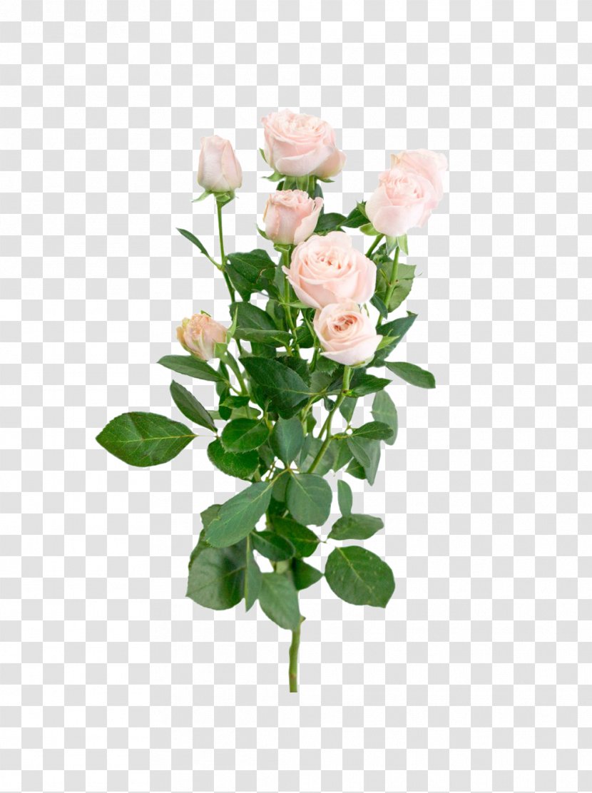 Garden Roses Cabbage Rose Pink Flower Bouquet Floral Design - Plant Stem Transparent PNG