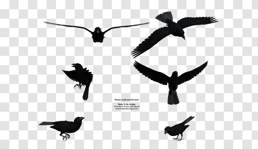 Common Raven Bird Flight Clip Art - Flying Crow Transparent PNG