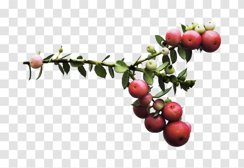 Fruit Lingonberry Pink Peppercorn - Eastern May Hawthorn Oasis Transparent PNG