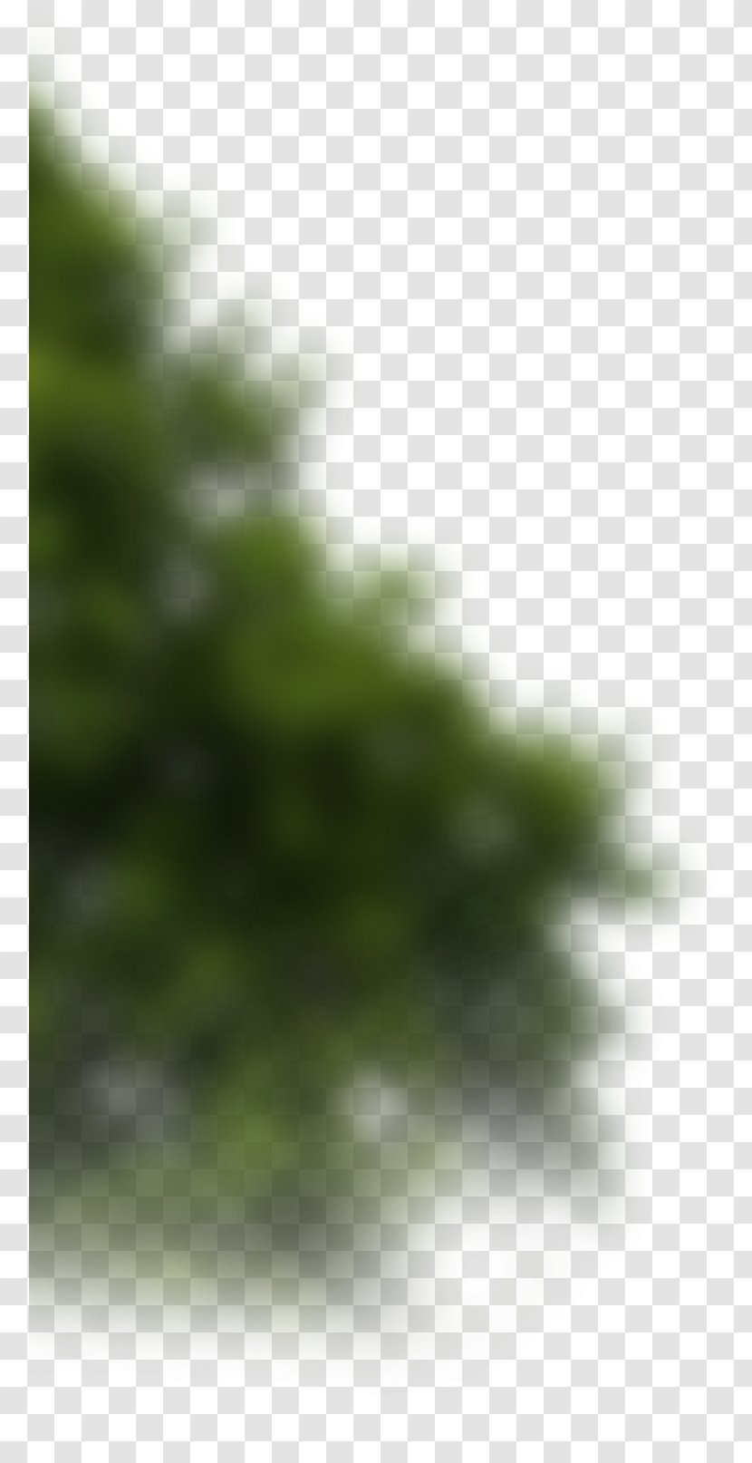 Fir Spruce Pine Vegetation Sunlight - Green - Leaf Transparent PNG