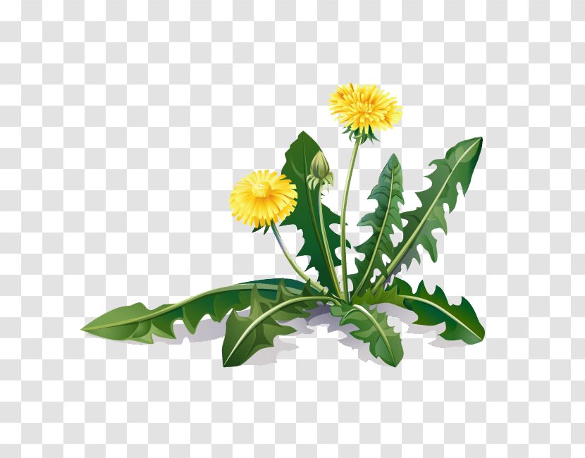 Common Dandelion Medicinal Plants Root Coltsfoot Transparent PNG