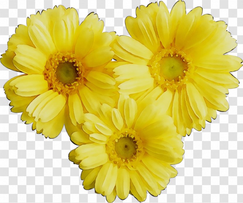 Transvaal Daisy Chrysanthemum Cut Flowers Russia Argyranthemum - Coronarium Transparent PNG