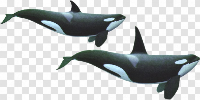 Southern Resident Killer Whales Toothed Whale Dolphin Transparent PNG