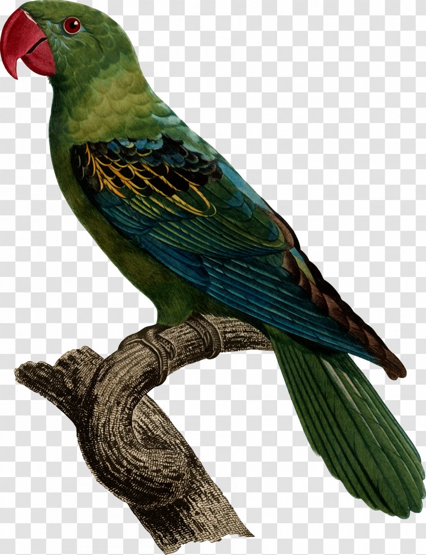 Bird Great-billed Parrot Blue-naped Psittacinae Modest Tiger - Parrots Transparent PNG