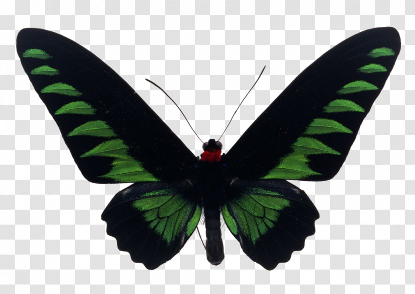 Butterfly Rajah Brooke's Birdwing Stock Photography Royalty-free - Royaltyfree Transparent PNG