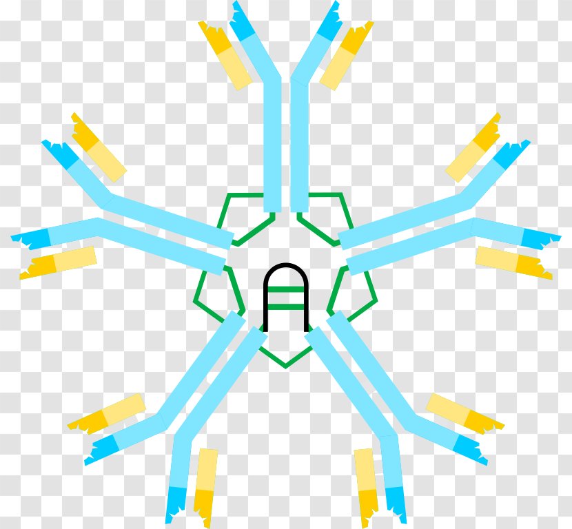 Immunoglobulin M Antibody Immunodeficiency G Hyper IgM Syndrome - Humoral Immunity - Creative Green Transparent PNG