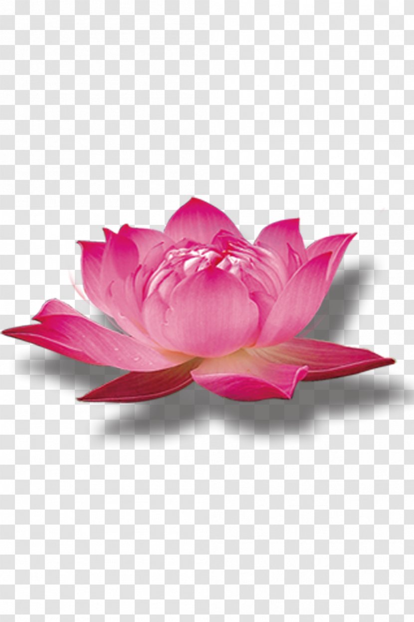 Nelumbo Nucifera Pink - Aquatic Plant - Lotus Transparent PNG