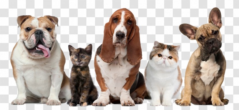 Cat Dog Puppy Kitten Pet - Breed Group Transparent PNG