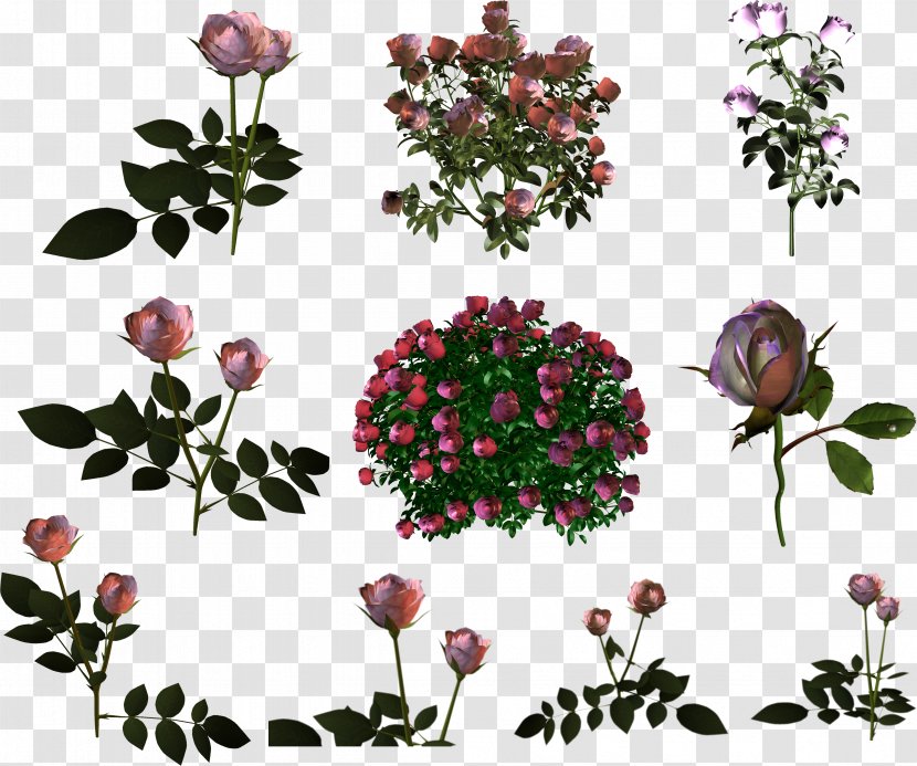 Garden Roses Shrub - Rose Transparent PNG