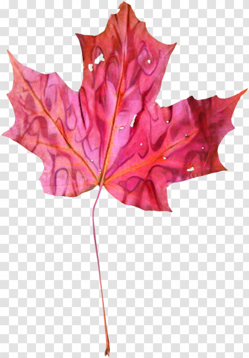 Red Maple Tree - Perennial Plant Planetree Family Transparent PNG