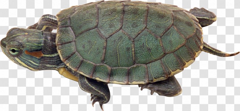 Green Sea Turtle PhotoScape Wallpaper - Chelydridae Transparent PNG