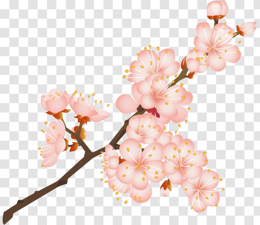 Cherry Blossom Kiyohide Internal Medicine Clinic Old Age Caregiver Normal Pressure Hydrocephalus Transparent PNG