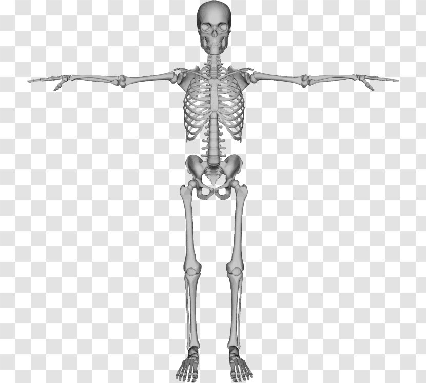 Human Skeleton Bone Clip Art - Heart Transparent PNG
