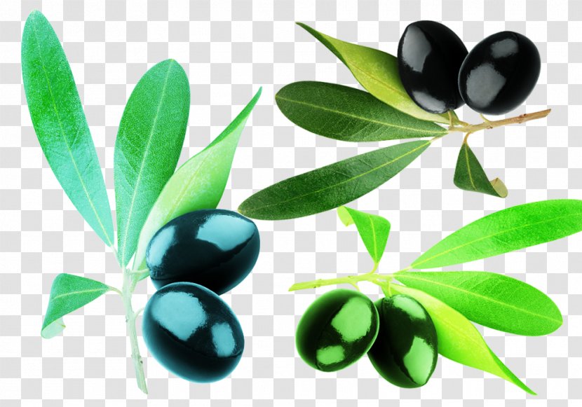 Olive Oil Fruit Loquat - Plant Transparent PNG