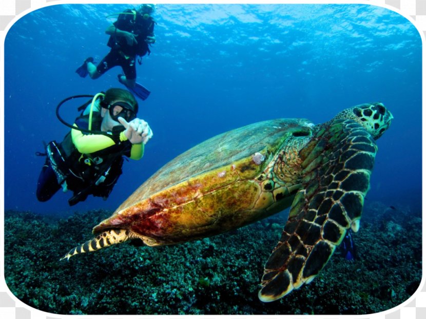 Phuket Province Similan Islands Phi Snorkeling Underwater Diving - Turtle Transparent PNG