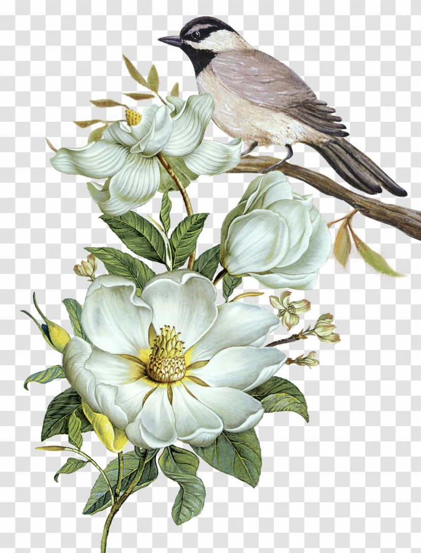 Bird Floral Design Flower Clip Art - Plant - Illustration Psd Transparent PNG