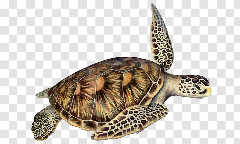 Box Turtles Loggerhead Sea Turtle Reptile - Organism - Hawksbill Transparent PNG