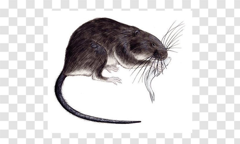 Gerbil Muskrat Dormouse Chibchanomys Animal - Mouse - Cricetidae Transparent PNG