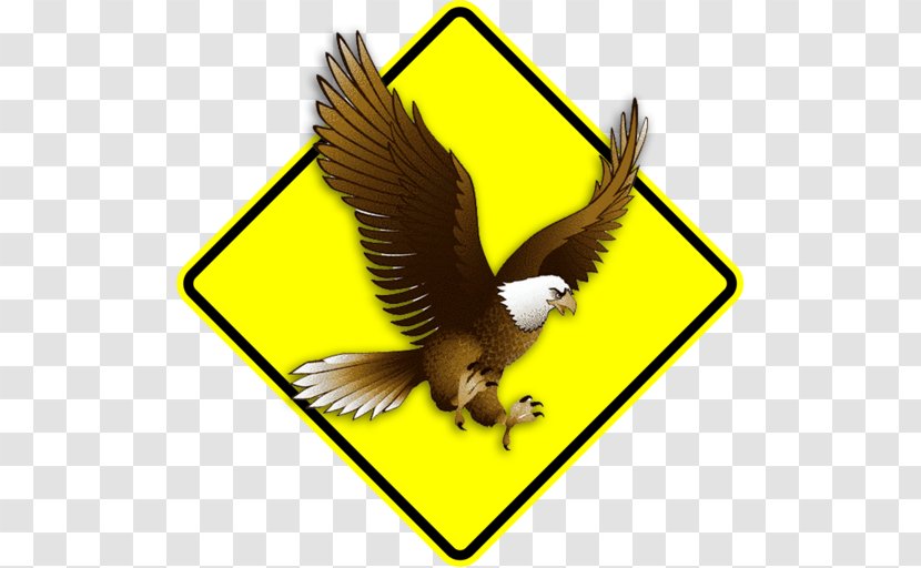 Clip Art Bald Eagle Openclipart Image - Photography - Learn Driving School Transparent PNG
