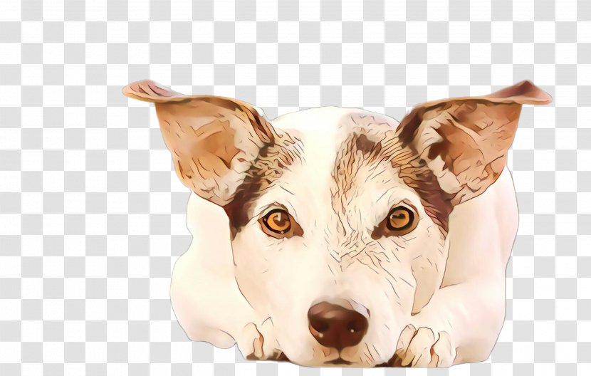 Dog And Cat - Feist - Teddy Roosevelt Terrier Russell Transparent PNG