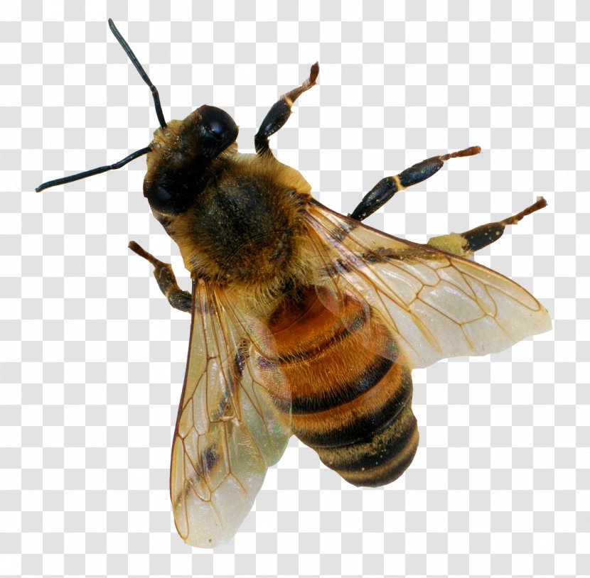 Honey Bee Insect Transparent PNG
