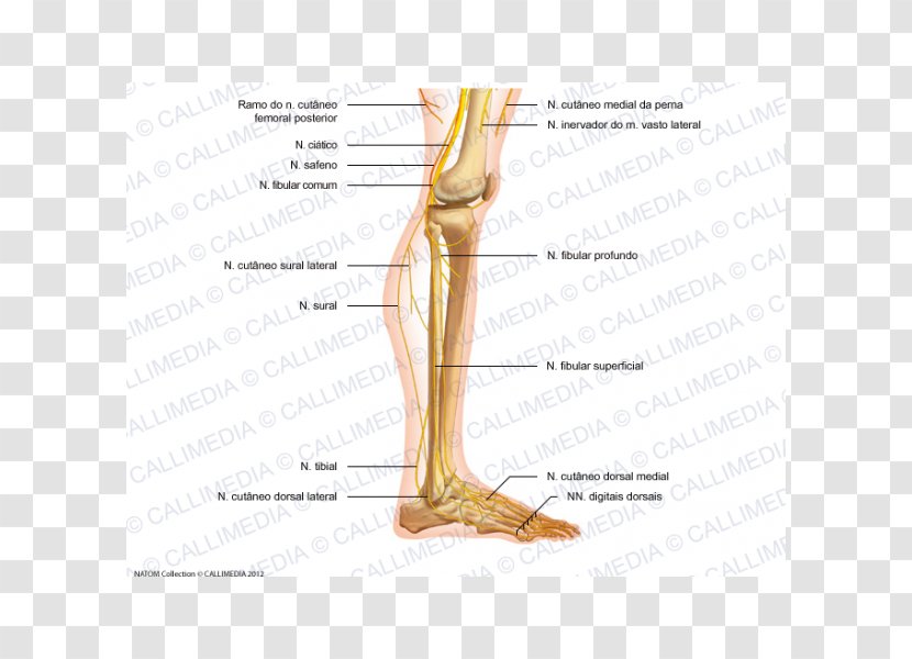 Thumb Foot Anatomy Nerve Knee - Tree - Gambas Transparent PNG