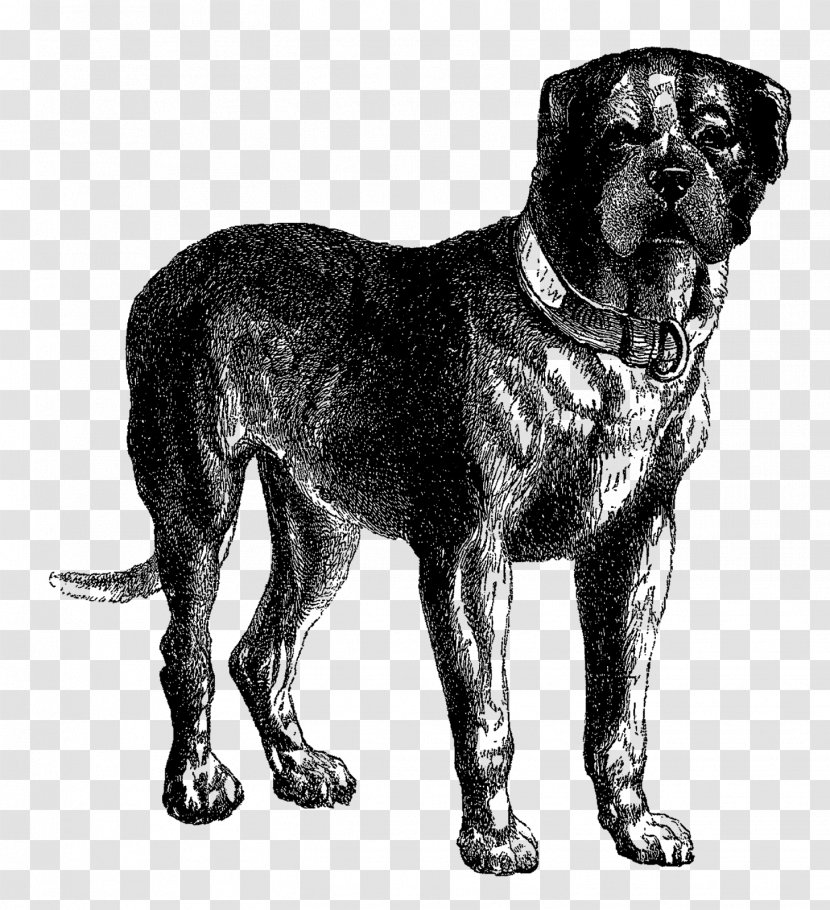 English Mastiff Neapolitan Tibetan Bullmastiff Great Dane - Cane Corso - Dog Cliparts Transparent PNG