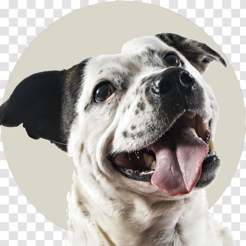 Valley Bulldog American Bull Terrier Dog Breed - Puppy Transparent PNG