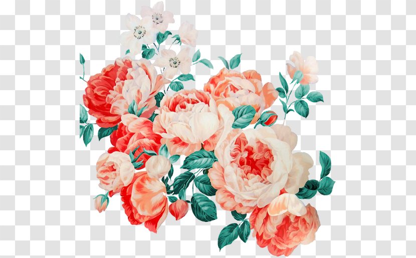 Garden Roses Cabbage Rose Floribunda Floral Design Cut Flowers - Flower Transparent PNG