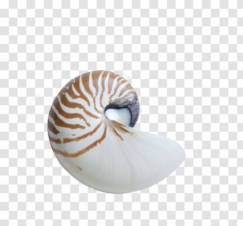 Chambered Nautilus Seashell Snail Nautilidae - Conchology - Conch Transparent PNG