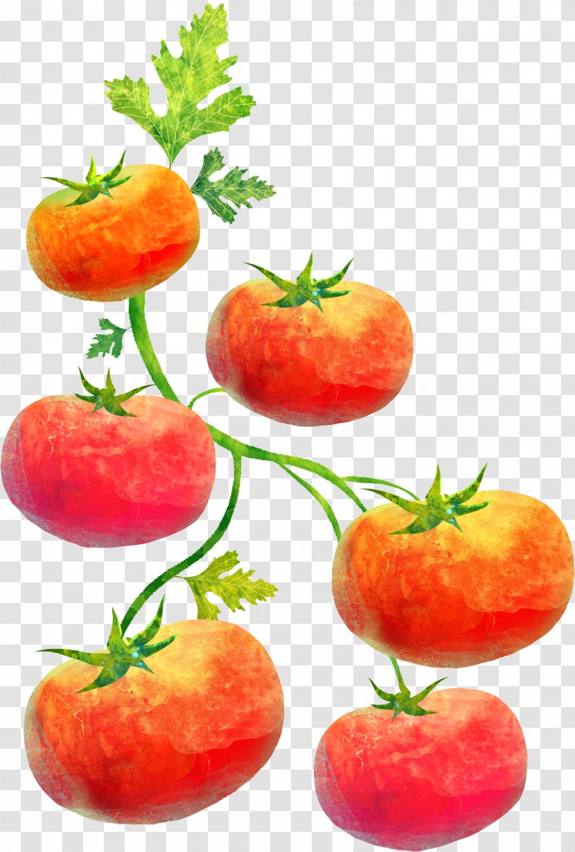 Cartoon Child Illustration - Diet Food - Tomato Transparent PNG